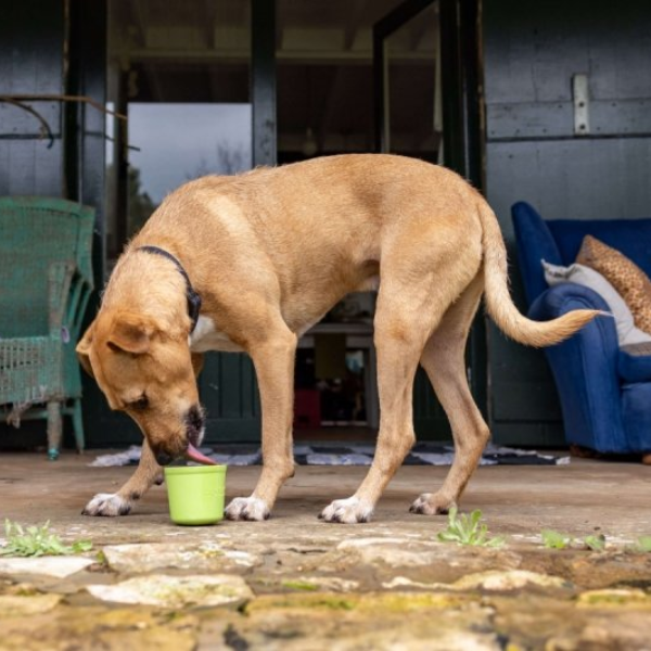 LICKIMAT Miska - garnuszek spowalniający jedzenie dla psów YOGGIE POT - kolor  zielony (5).png