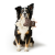 HUNTER SERIA NEBRASKA ZABAWKA DLA PSA Z LINĄ.png