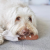 LAMBWOLF Zabawka węchowa Bagietka mini  dla psa (3).png