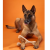 BETTERBONE LARGE HARD CLASSIC Gryzak z bezpiecznej celulozy roślinnej dla dużych psów  (2).png