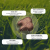 DOG'S LOVE Przysmaki funkcyjne na zdrowe zęby i świeży oddech tawy  dla psów - 150 g  (2).png