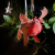GREEN WILD'S Rudy the Reindeer - zabawka dla psa - renifer (4).png
