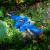 GREEN WILDS Dino the Dyno Fish - zabawka dla psa - Dyno Ryba (4).png