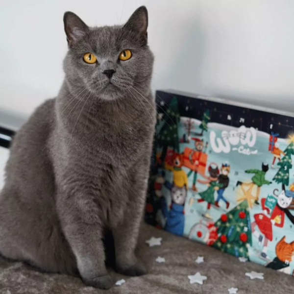 WOW CAT Kalendarz adwentowy dla kota - 60 g (3).png