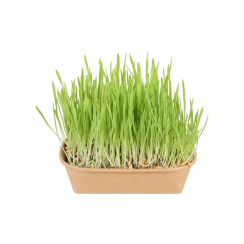 ZOLUX Trawa oczyszczająca dla kota do samodzielnej uprawy (1).png