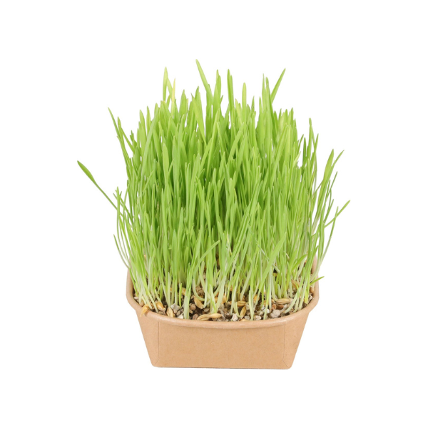 ZOLUX Trawa oczyszczająca dla kota do samodzielnej uprawy (3).png