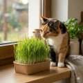 ZOLUX Trawa oczyszczająca dla kota do samodzielnej uprawy (7).png