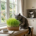 ZOLUX Trawa oczyszczająca dla kota do samodzielnej uprawy (9).png