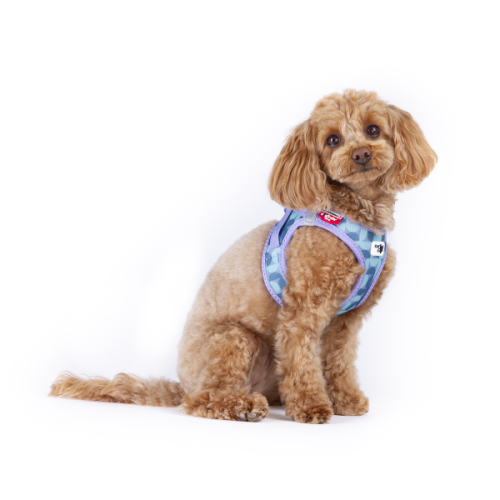 Curli Szelki dla psa - Clasp Air Mesh Semi Circle Blue (2).png