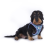 Curli Szelki dla psa - Clasp Air Mesh Semi Circle Blue - (3).png
