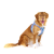 Curli Szelki dla psa - Clasp Air Mesh Semi Circle Blue - (4).png