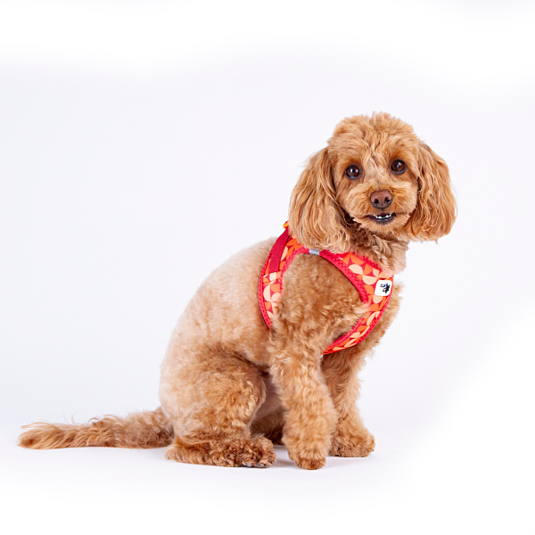 Curli Szelki dla psa - Clasp Air Mesh Semi Circle Red (3).png
