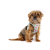 Curli Szelki dla psa - Clasp Air Mesh Juicy Fruits Turquoise (2).png
