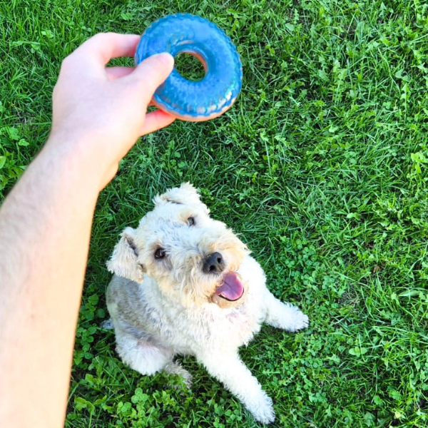 ZOLUX TAO Zabawka do aportowania donut - 8,5 cm (6).png