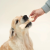DOG'S LOVE Smart Chew Collagen Small - gryzaki kolagenowe - 3 szt (2).png