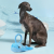 Hugsmart Ocean Pals – Whale – Interaktywny pluszowy wieloryb ze sznurkowym uchwytem (2).png