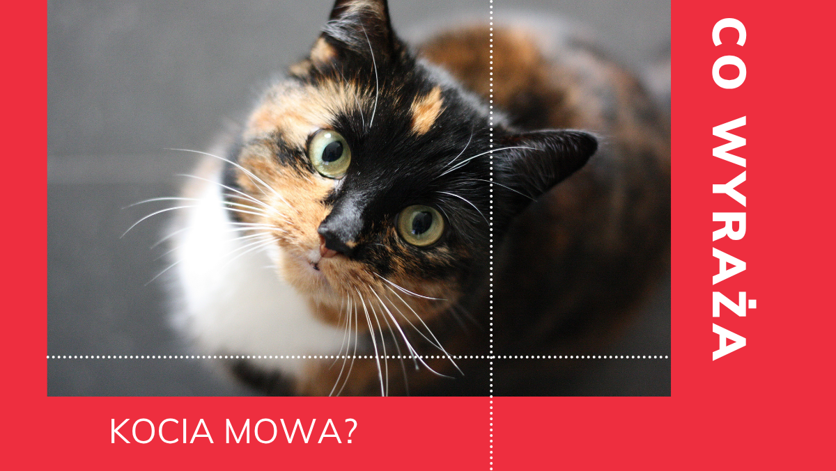 Ile żyją yorki - podpowiadamy, jak pomóc im pobijać kolejne rekordy długowieczności!