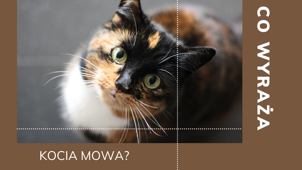 Czy wiecie, co wyraża kocia mowa?